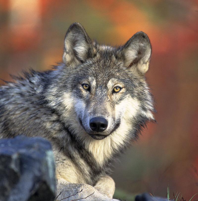 Wolf (Gemeinfrei; Fotograf Gary Kramer)