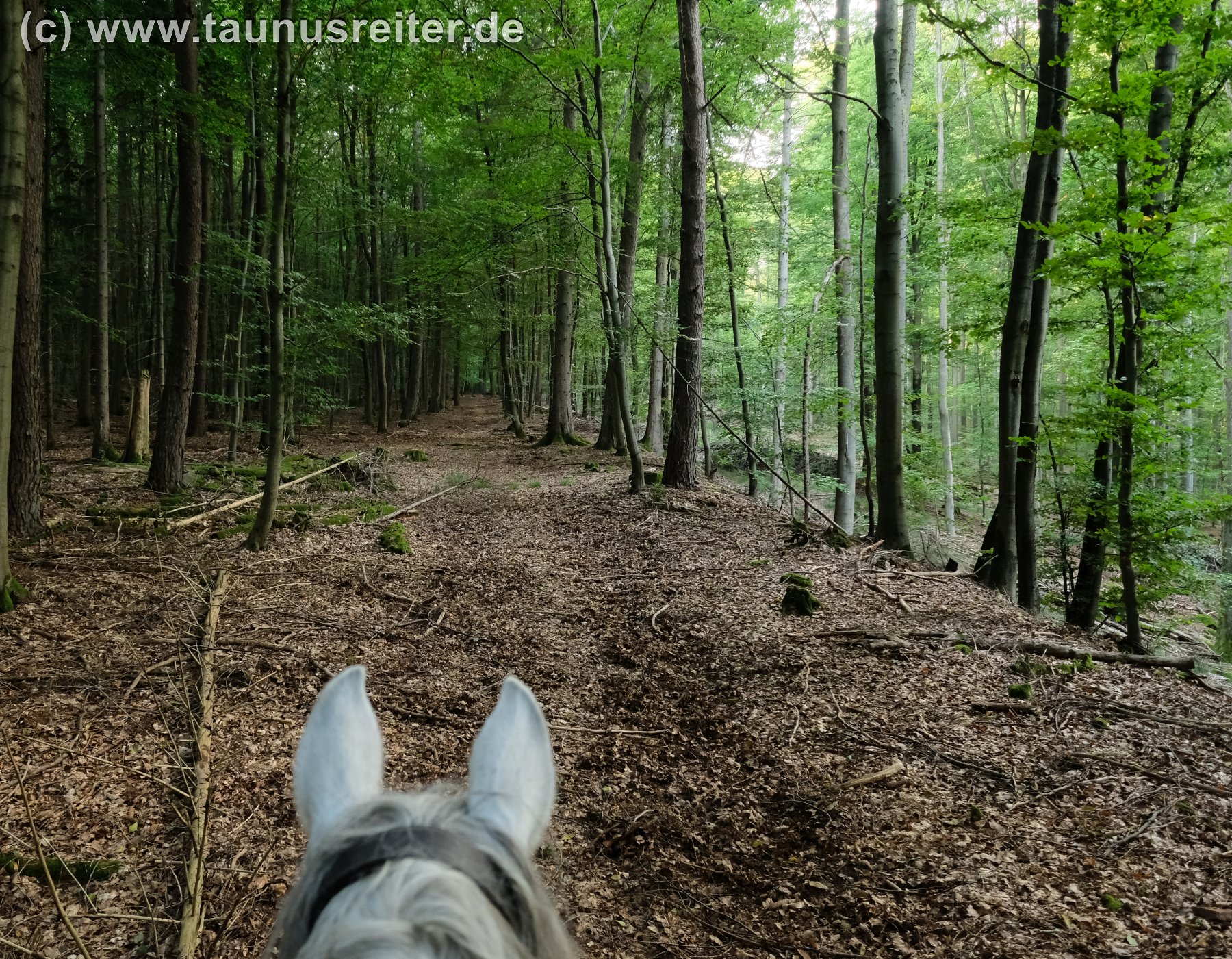 Strecke 46: Abgestufte Trassierung bei
                        Bettlersruh