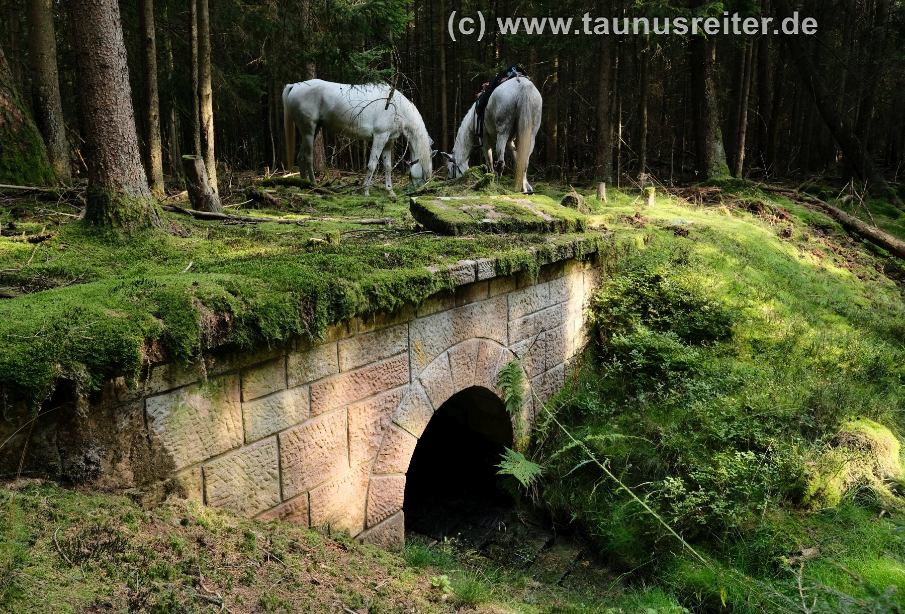 Strecke 46:
          Bachdurchlass im Wald bei Rossbach (Sept. 2021)