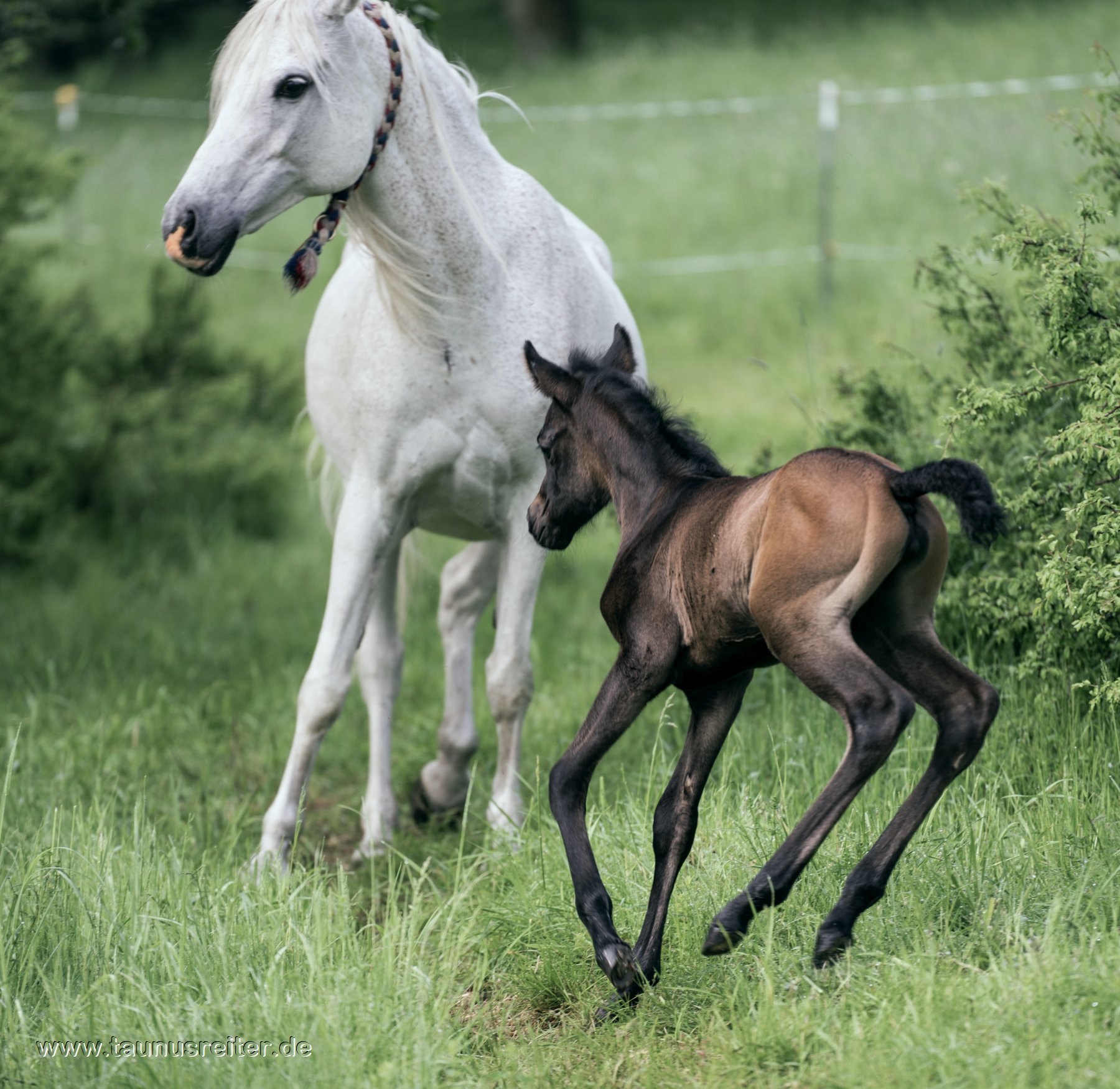 Araberstute mit Fohlen auf der
        Weide