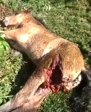 Fohlen
        Spanien 2018 (Video Link Facebook)