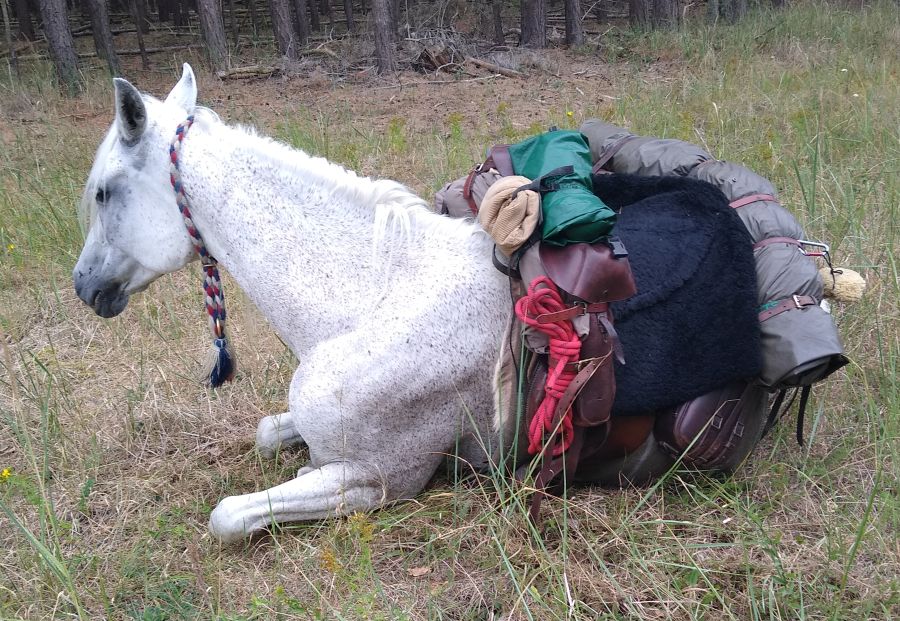 Horse lies with saddle