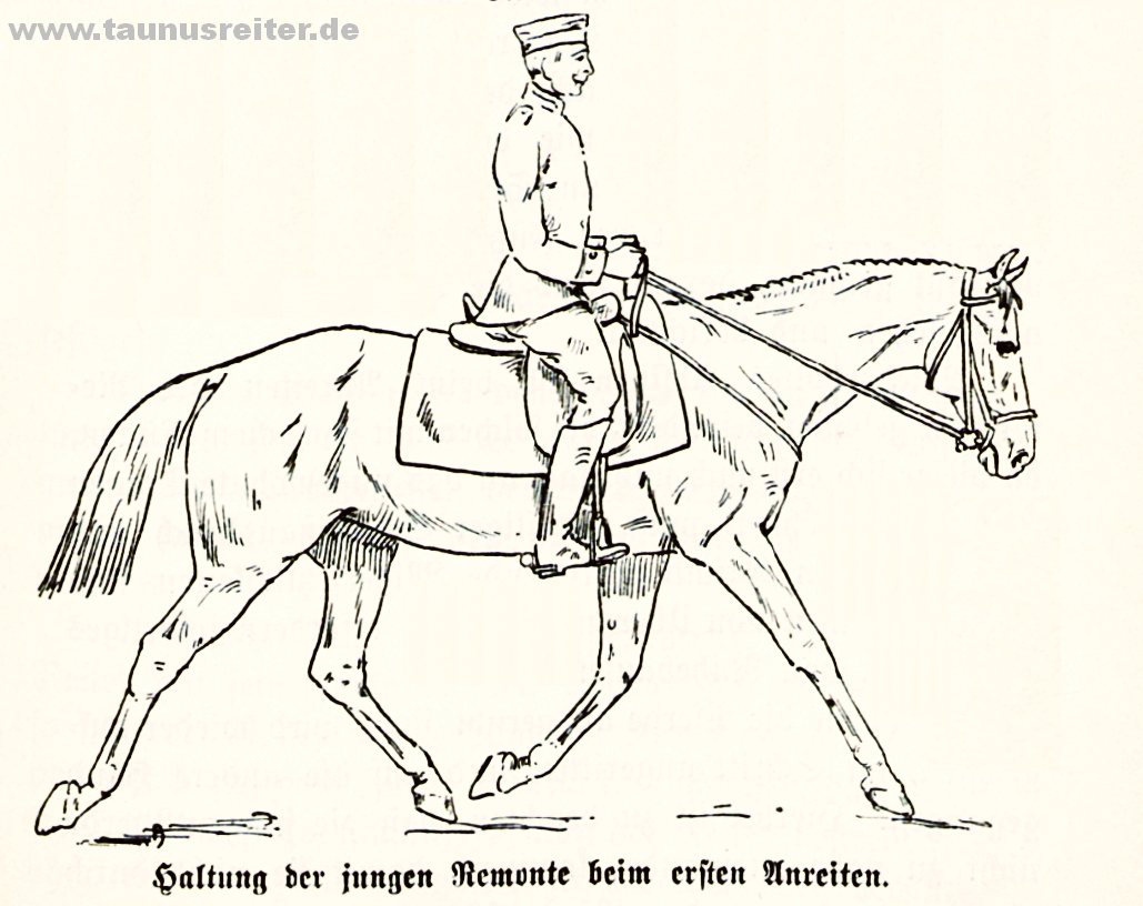 Haltung der jungen Remonte beim ersten Anreiten
          HDV12, 1912