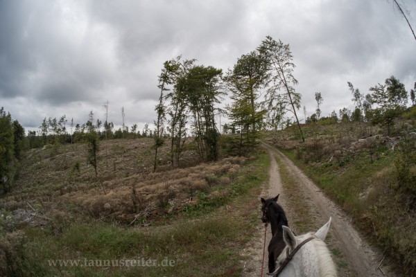 Wald von Brombach, Sept. 2021