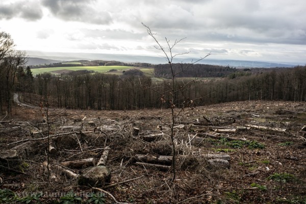 Wald von Reichenbach