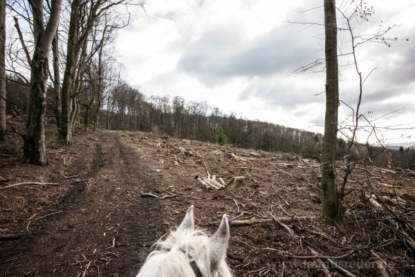 Wald von Reichenbach nach Kahlschlag