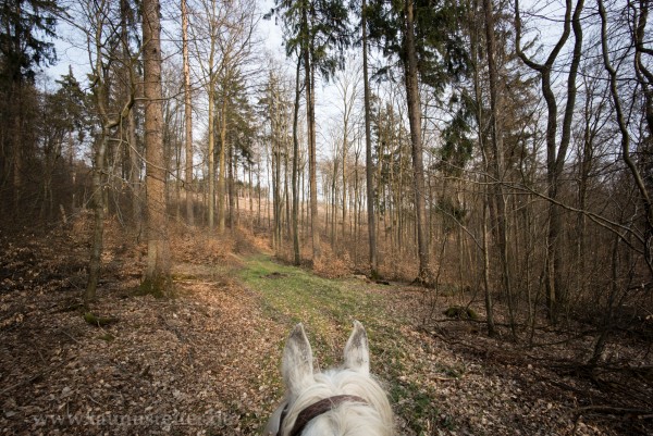 Laubmischwald bei Reichenbach