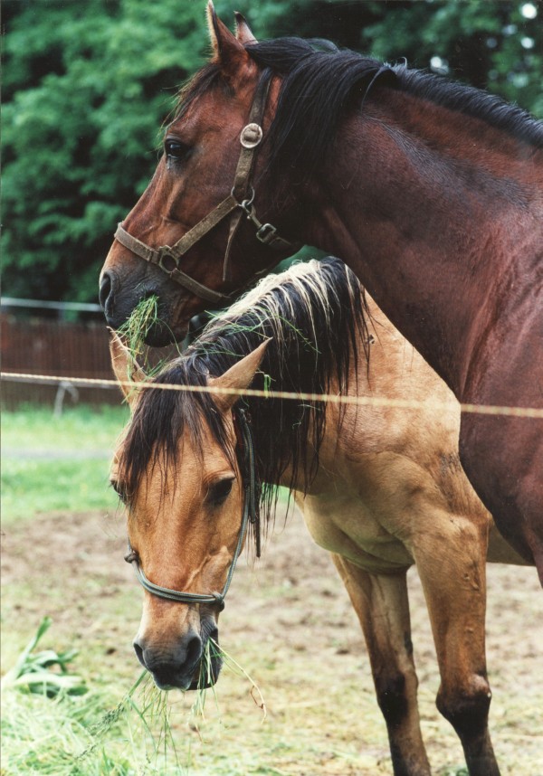 Karino und Ligeira