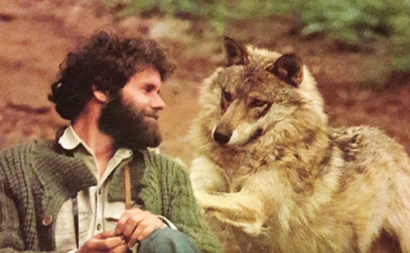 Erik Zimen, bettelnder Wolf