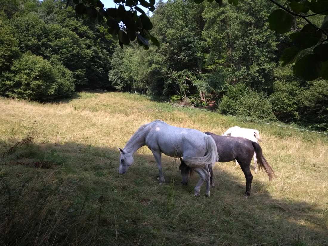 Pferdeweide im Mittelgebirge, Waldrandlage