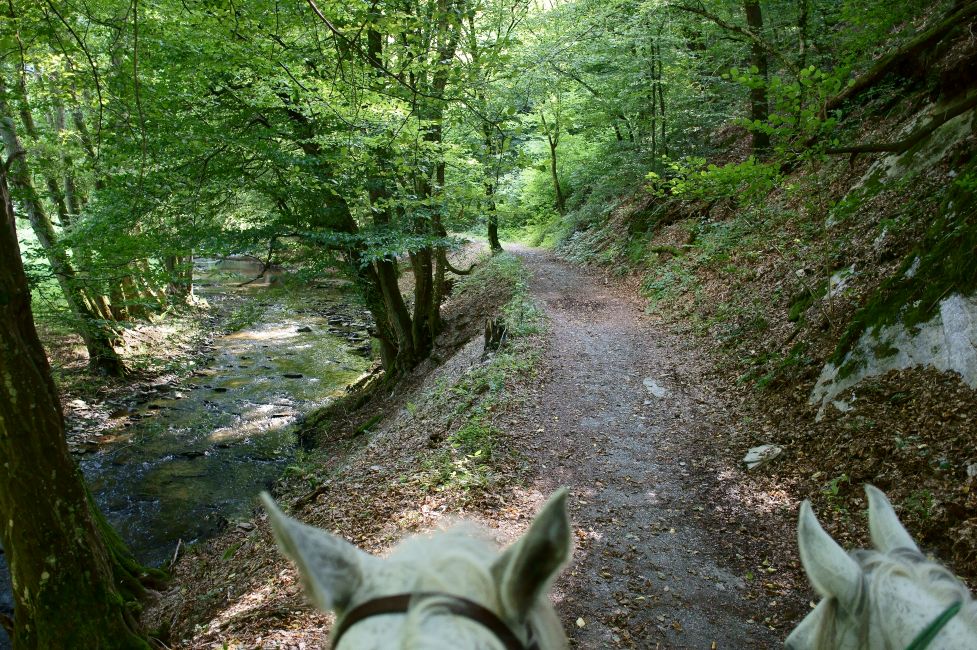 Unbefestigter Waldweg