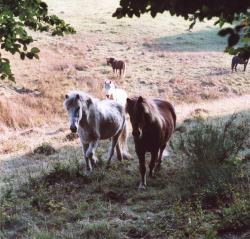 Ponies