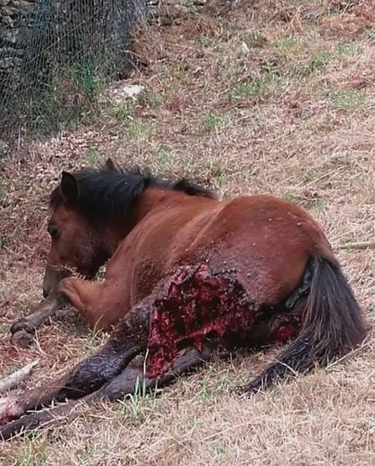 Vom Wolf angefressenes Pferd