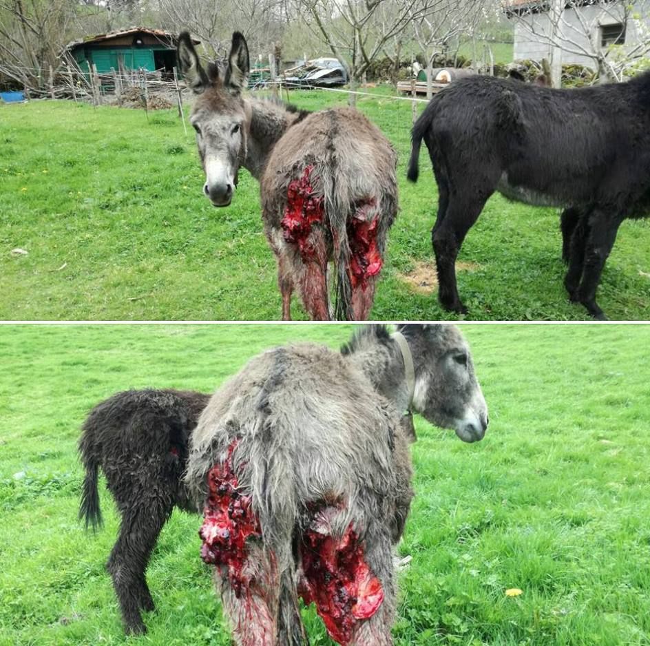 Esel, vom Wolf angefressen