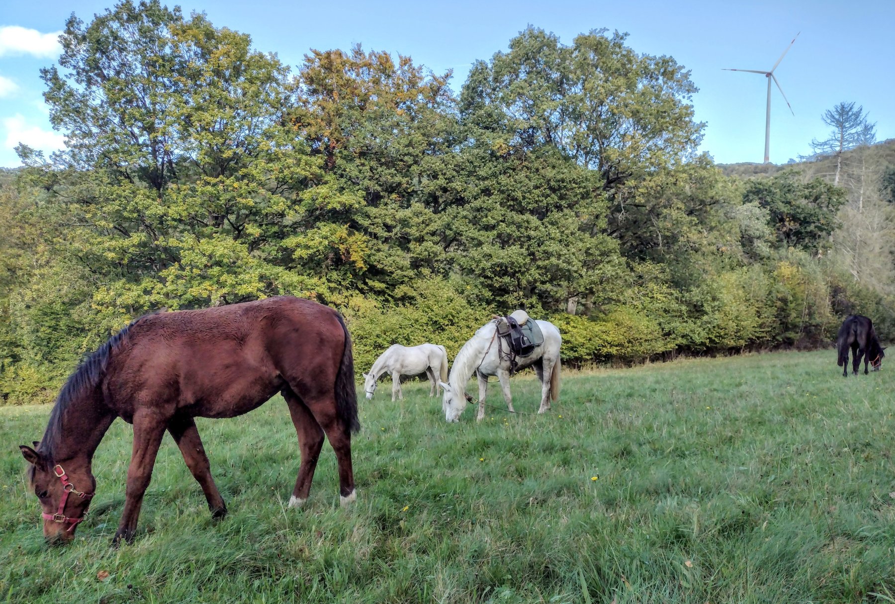Letzter Ausflug
      mit der groen Familie